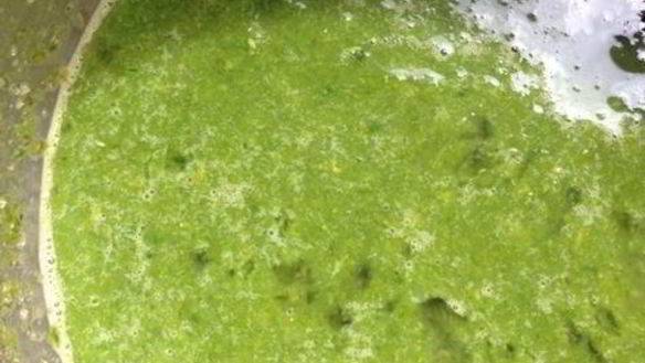 ШАГ 6. базиликовый курд