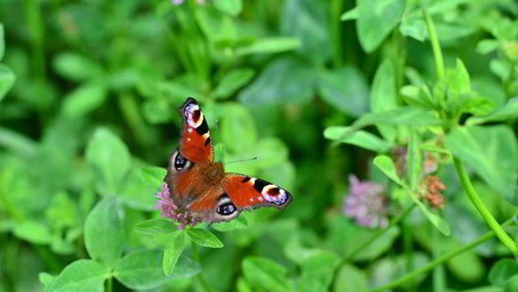 ШАГ 10. бисквитный рулет с творожно-ягодным кремом