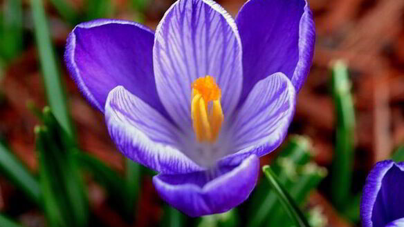 ШАГ 6. мороженое рикотта на меду