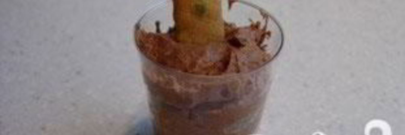 Легкий шоколадный мусс