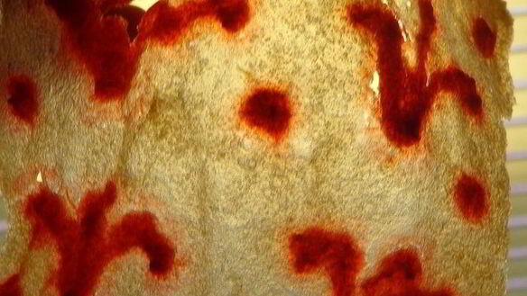 ШАГ 7. узорчатая пастила