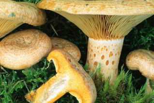 Грибы млечники