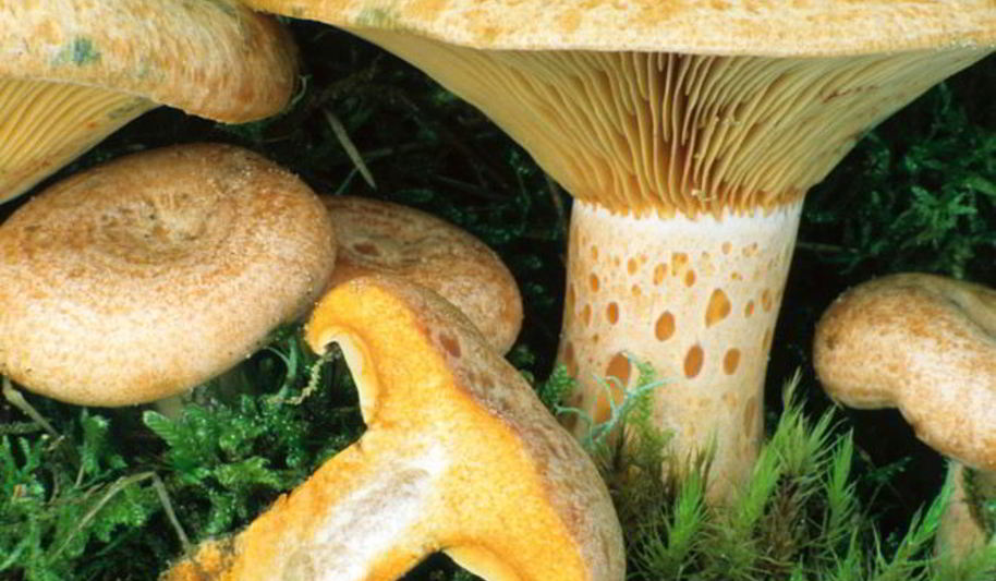 Рецепт грибы млечники