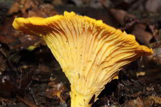 Лисички жареные с луком