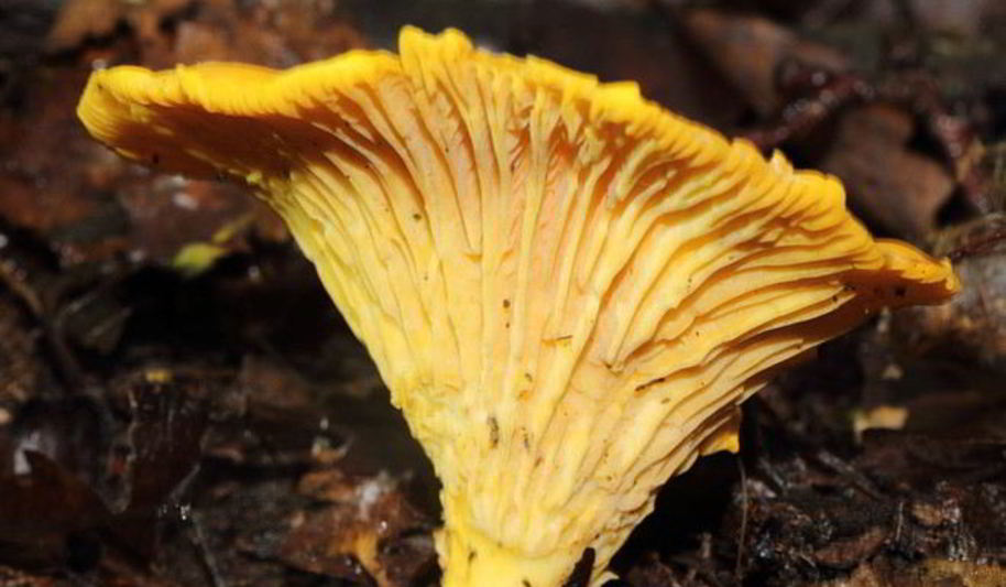 Рецепт лисички жареные с луком