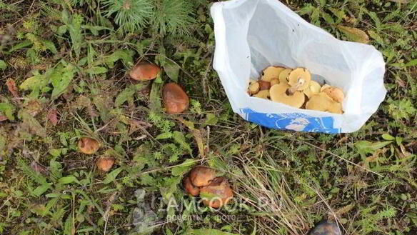 ШАГ 5. маслята жареные с картошкой