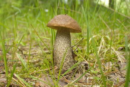 Подберезовики жареные