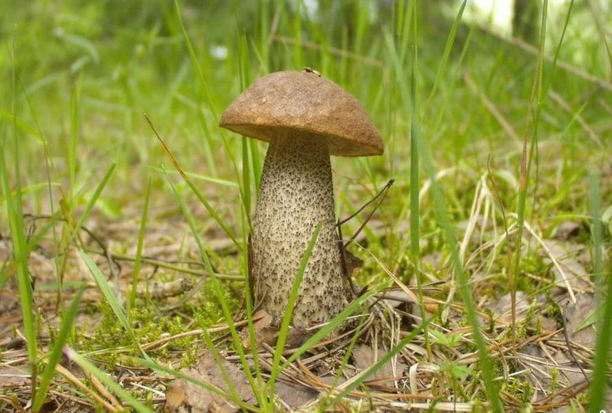 Подберезовики жареные