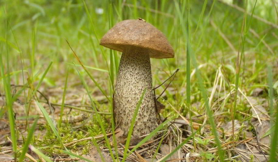 Рецепт подберезовики жареные