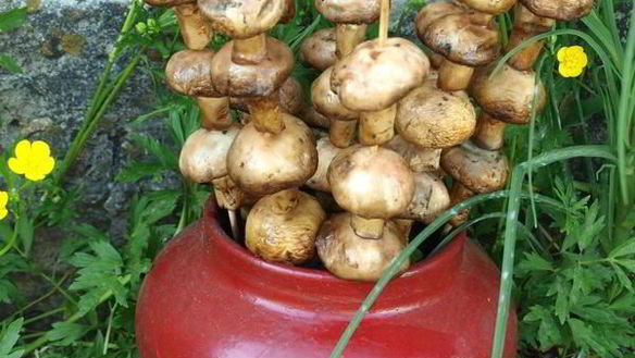 ШАГ 5. шампиньоны на шпажках на мангале