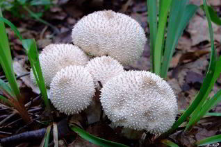 Тушеные дождевики