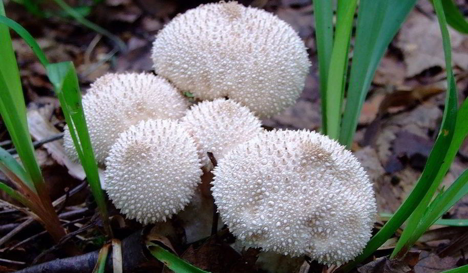 Рецепт тушеные дождевики