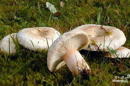 Тушеные волнушки