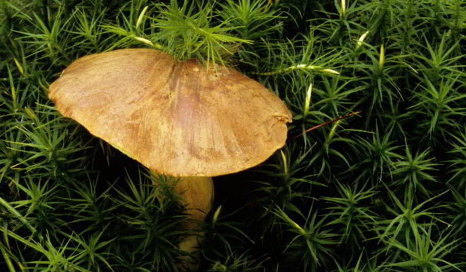 Рецепт вареные грибы моховики