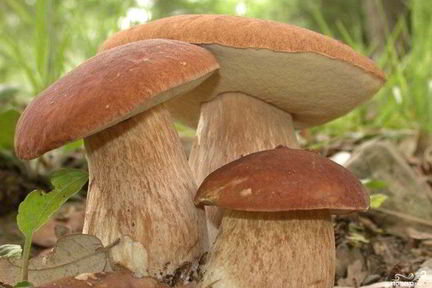 Запеченные белые грибы