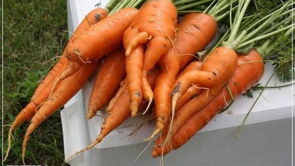 ШАГ 9. перцы фаршированные