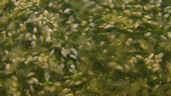 ШАГ 7. ризотто с крапивой