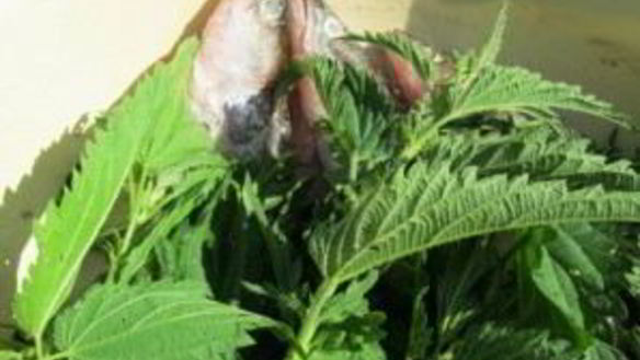 ШАГ 3. копчение судака в коптильне