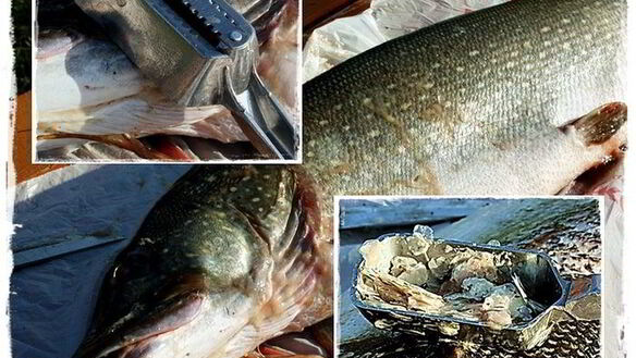 ШАГ 2. щука, под жолтым соусом с шафраном