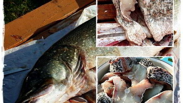 ШАГ 5. щука, под жолтым соусом с шафраном