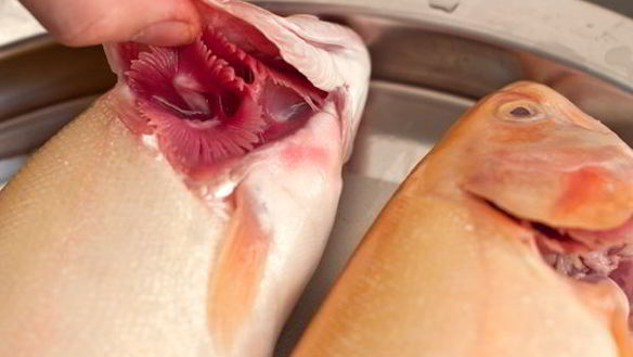 ШАГ 2. янтарная форель запеченная с луком