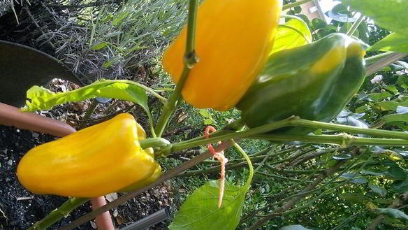 ШАГ 3. куриный шашлычок по-карибски с манговой сальсой