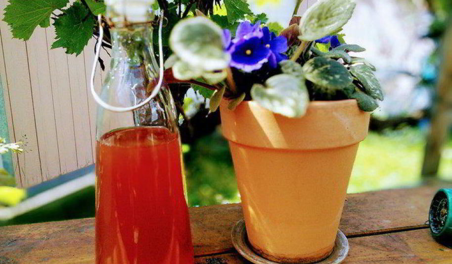 Рецепт ревеневый сироп