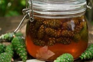 Сироп из сосновых шишек