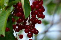 Рецепты на ужин