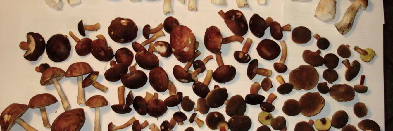 Грибной суп с сушеными боровиками