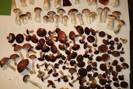 Грибной суп с сушеными боровиками