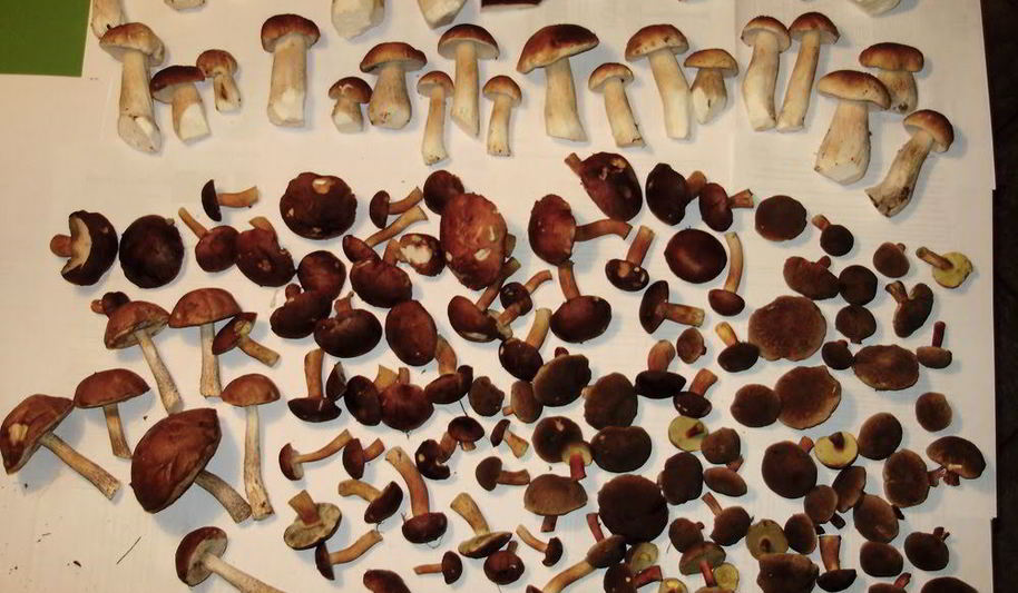 Рецепт грибной суп с сушеными боровиками