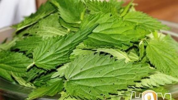 ШАГ 5. крем суп из крапивы с брынзой и одуванчиками