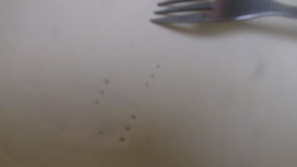 ШАГ 2. пай пирог из лука-порея