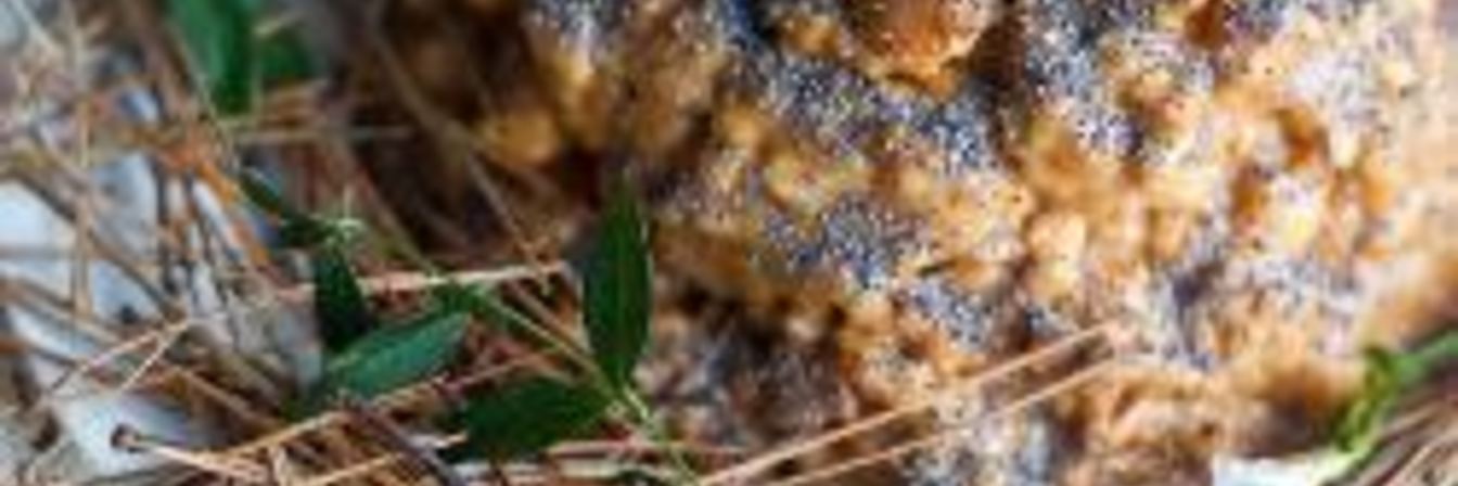 Торт Муравейник