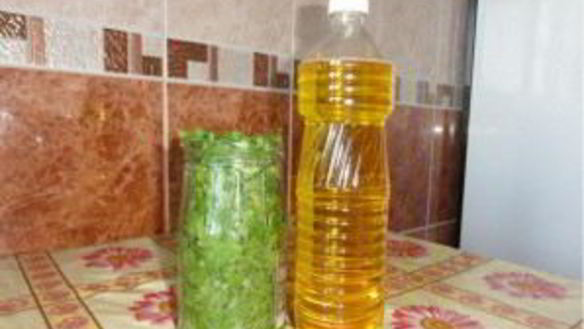 ШАГ 2. кинза на зиму