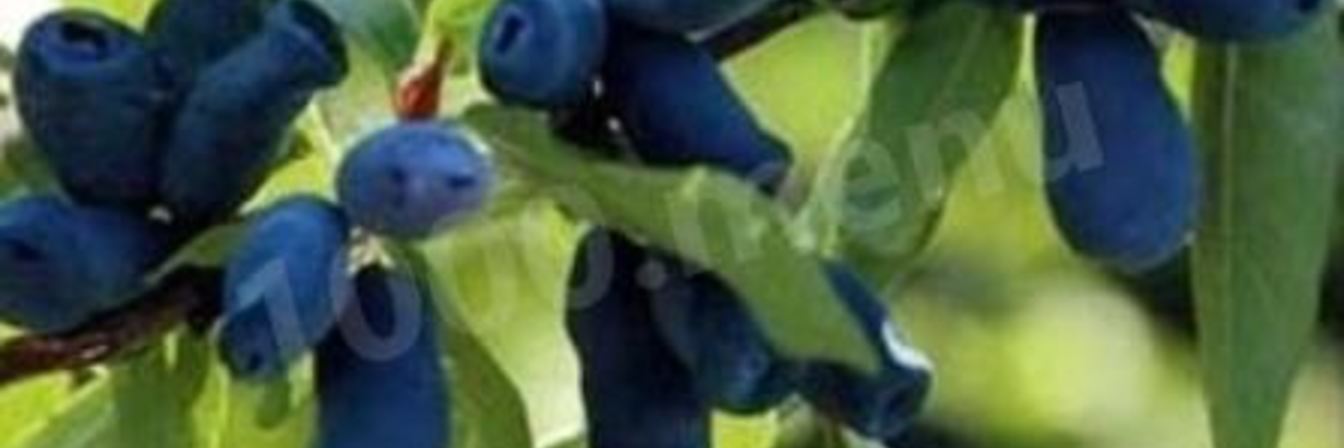 Компот из жимолости на зиму