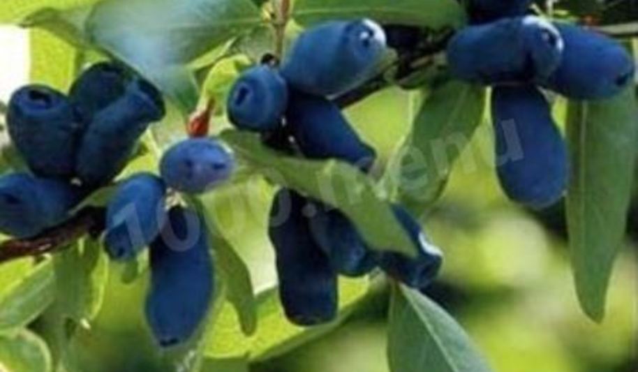 Рецепт компот из жимолости на зиму