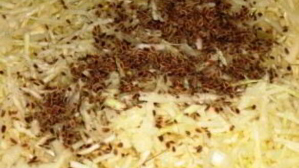 ШАГ 2. квашеная капуста с укропом