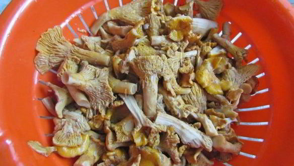 ШАГ 6. маринованные лисички на зиму