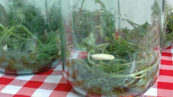 ШАГ 2. маринованные овощи на зиму