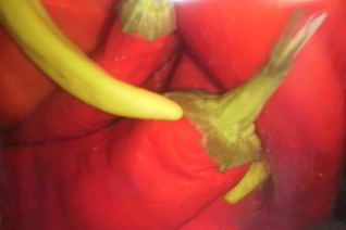 Острый перец маринованный