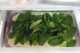 Мята на зиму