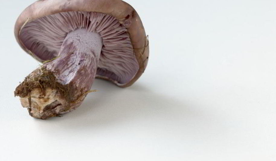 Рецепт отварные грибы рядовки фиолетовые