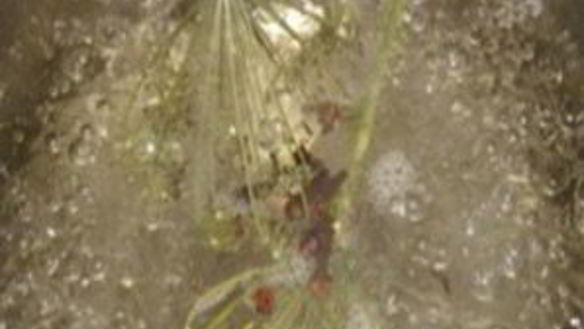 ШАГ 3. помидоры без уксуса на зиму