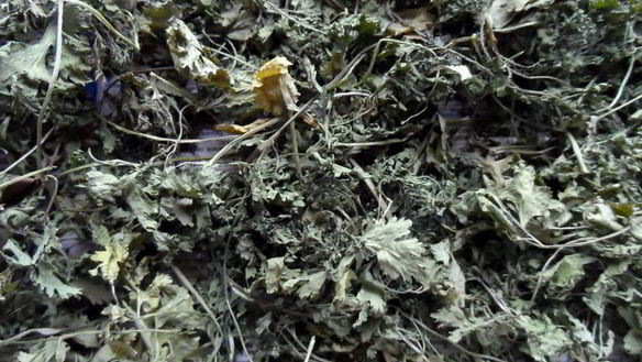 ШАГ 2. сушеная зелень на зиму