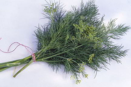 Укроп с чесноком