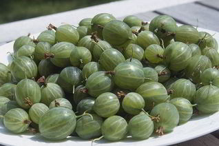 Царское варенье из крыжовника