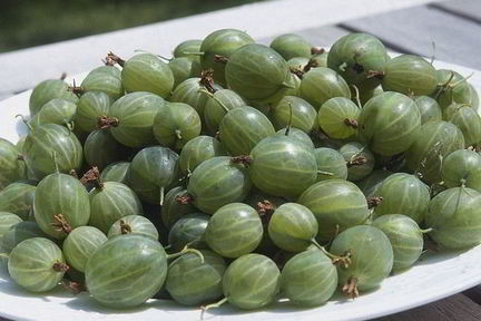 Царское варенье из крыжовника