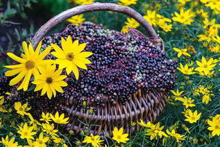 Варенье из бузины